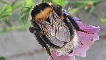 Kwietna Łąka w SP w Niechłoninie