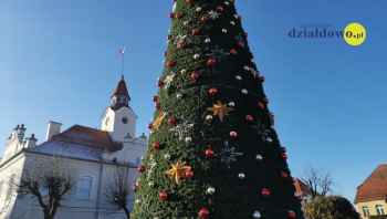 Przed działdowskim Ratuszem stoi już choinka