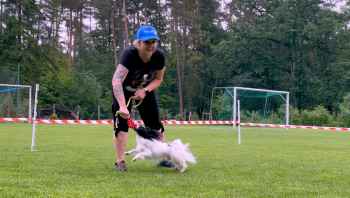 Papillony w Lidzbarku!