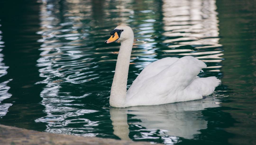 Ptasia grypa w Powiecie Działdowskim