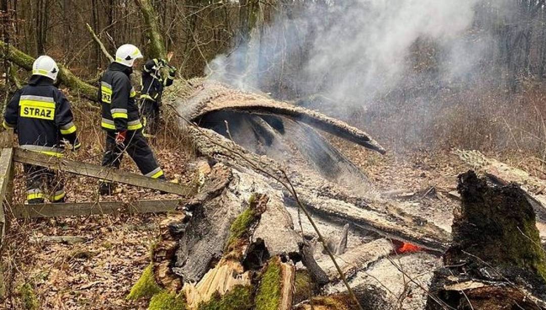 Spłonął Dąb Rzeczypospolitej. 10 tysięcy za pomoc w ujęciu sprawcy!