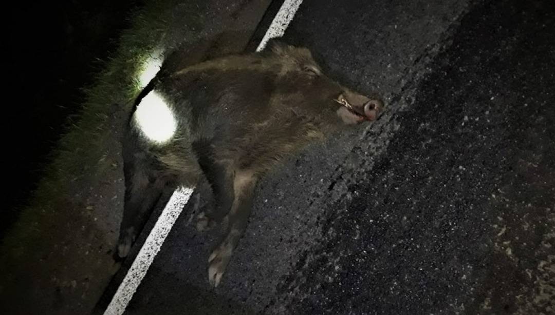 Jeden dzik przyczyną dwóch kolizji. (Fot. OSP Płośnica)
