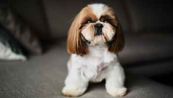 Idealna karma dla psa Shih-Tzu - czyli jaka?